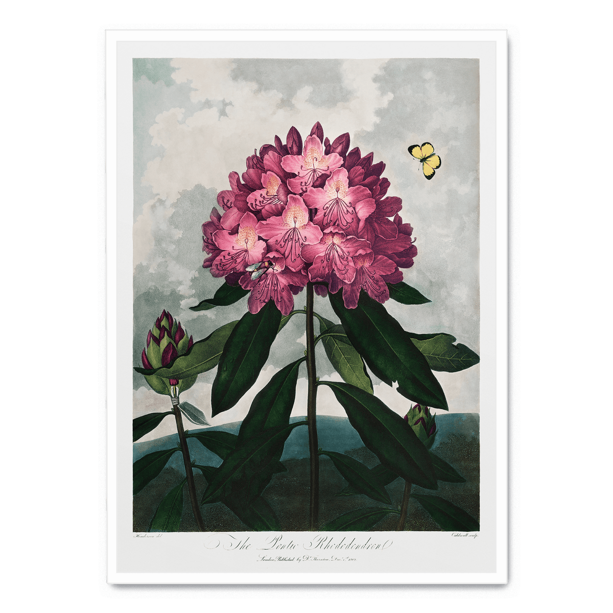 The Pontic Rhododendron Poster Postera art the-pontic-rhododendron-poster-postera-art