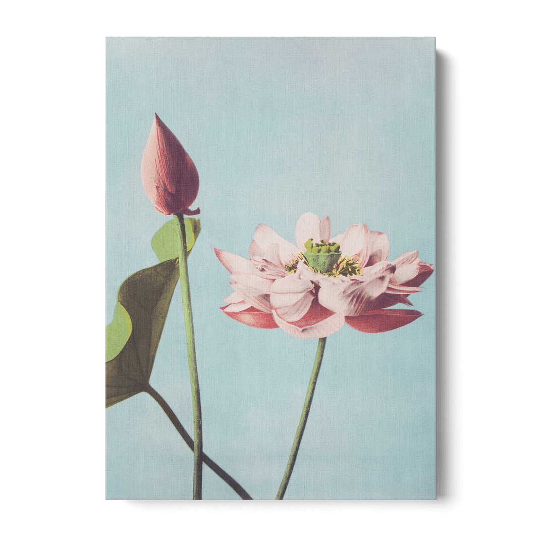 Ogawa Kazumasa - Lotus Flowers Canvas