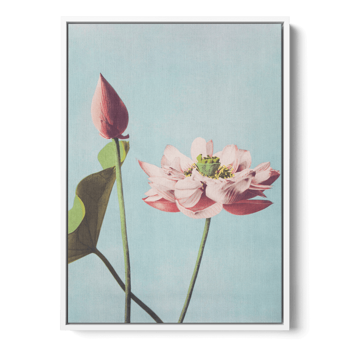 Ogawa Kazumasa - Lotus Flowers Canvas