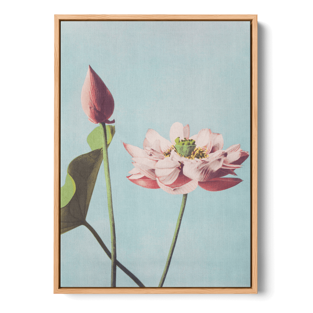 Ogawa Kazumasa - Lotus Flowers Canvas
