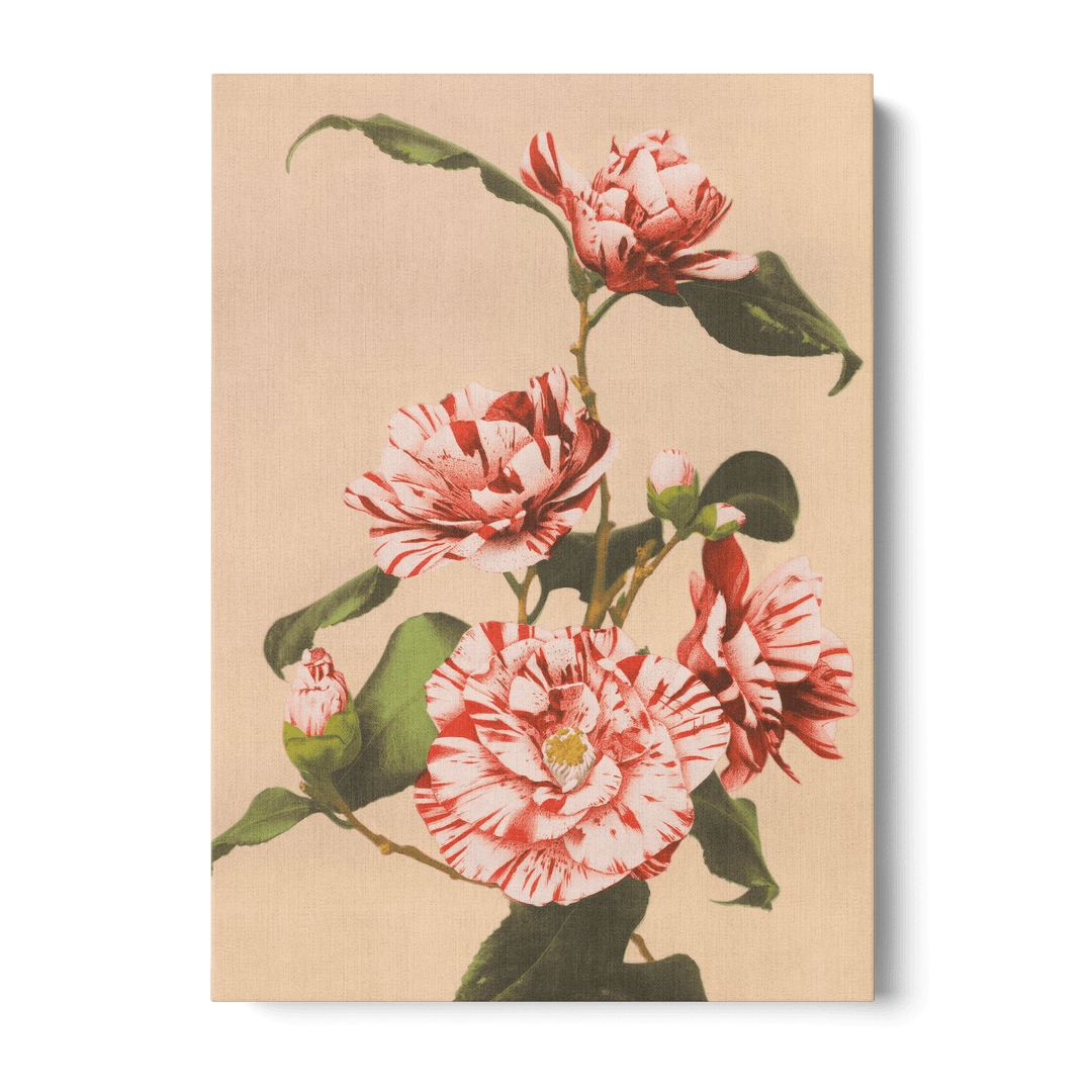 Ogawa Kazumasa - Striped Camellias Canvas