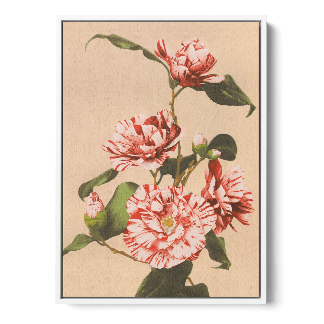 Ogawa Kazumasa - Striped Camellias Canvas