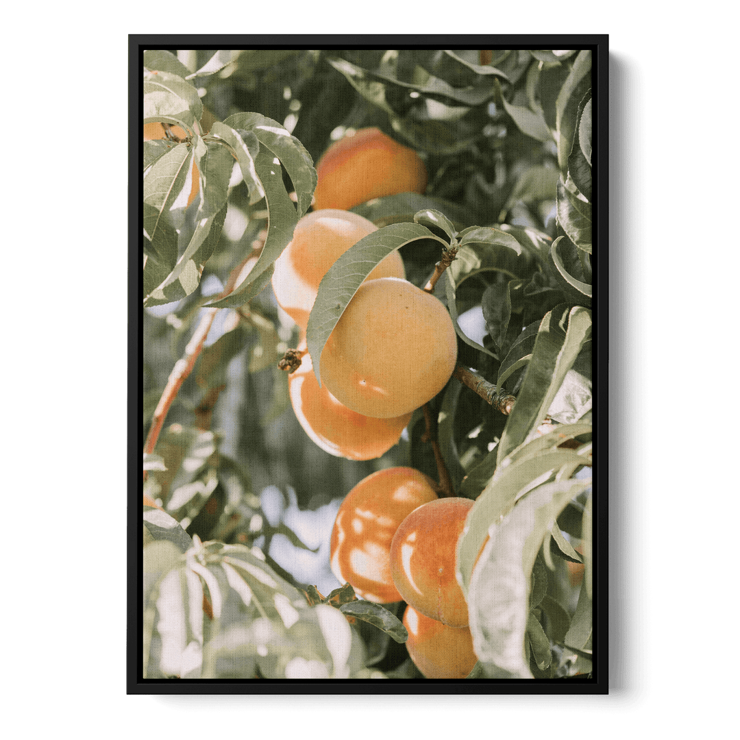 Apricots Canvas