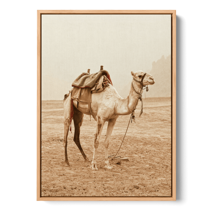 Camel In The Desert Canvas