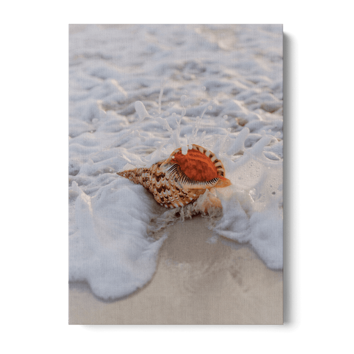 Conch On The Beach Canvas