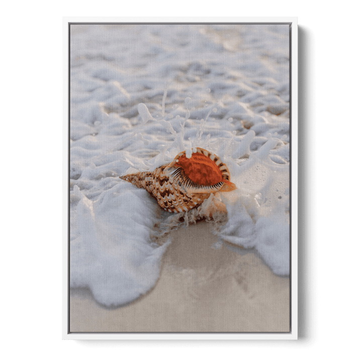 Conch On The Beach Canvas