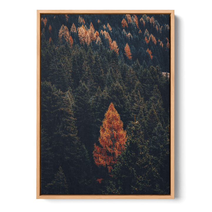 Fall Forest Canvas
