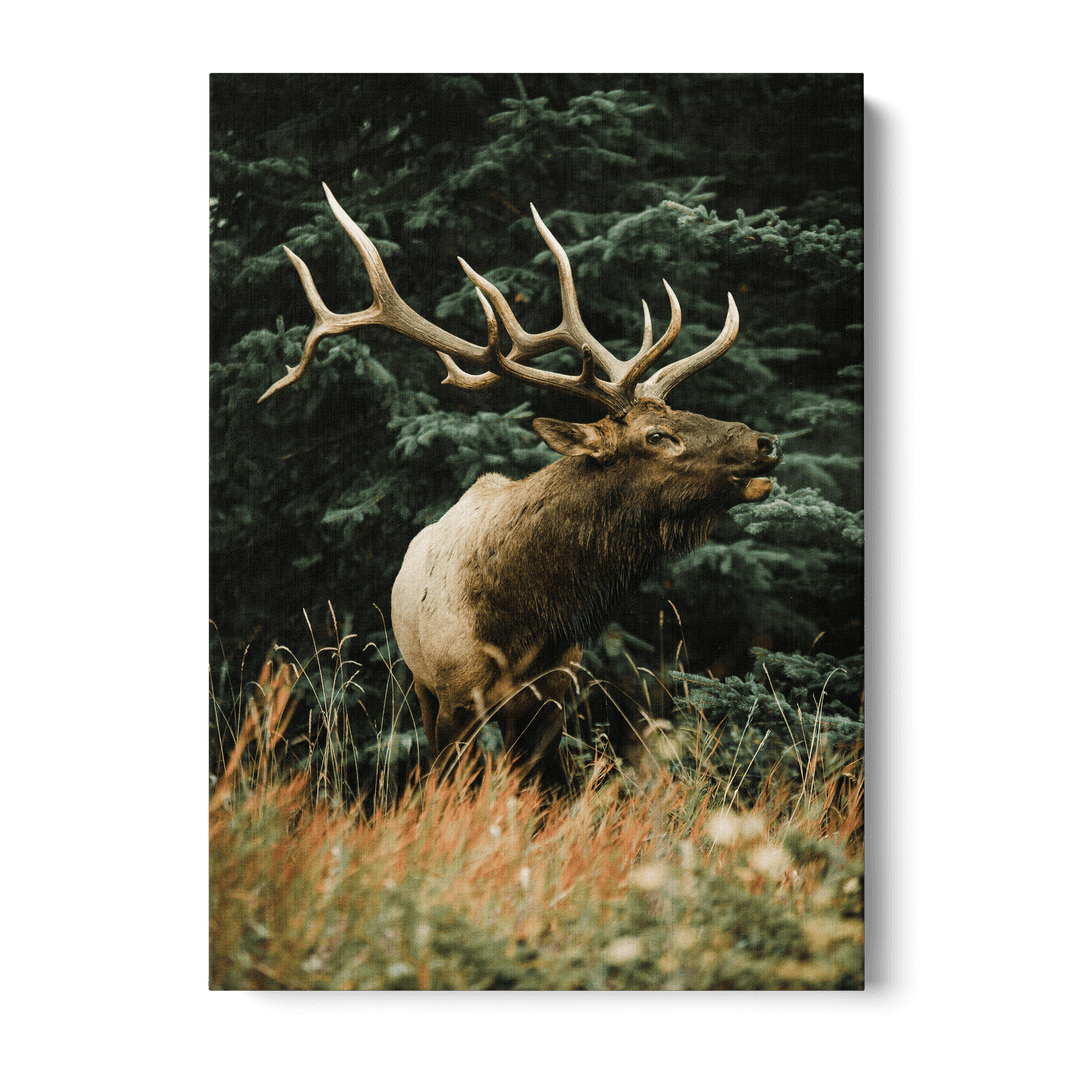 Majestic Deer Canvas