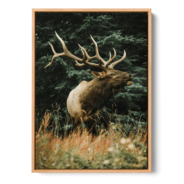 Majestic Deer Canvas
