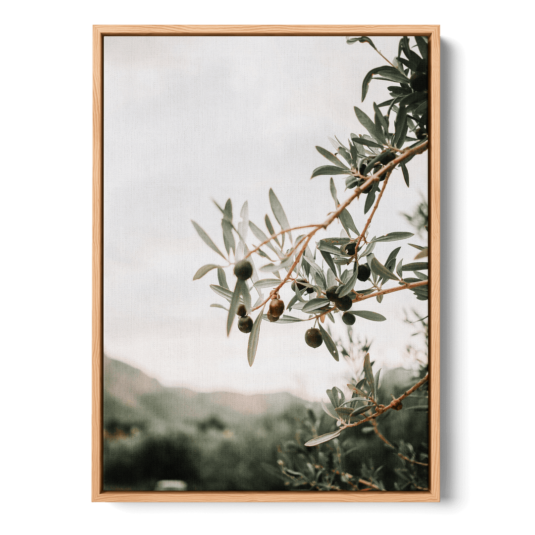Olive Tree Canvas