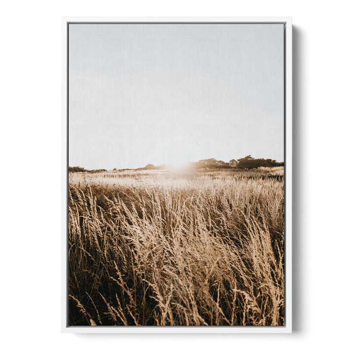Sunshine In The Field Canvas