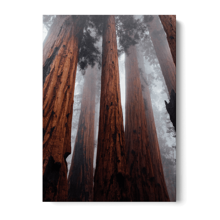 The Trees In The Forest Canvas