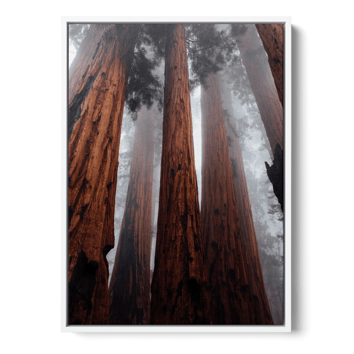 The Trees In The Forest Canvas