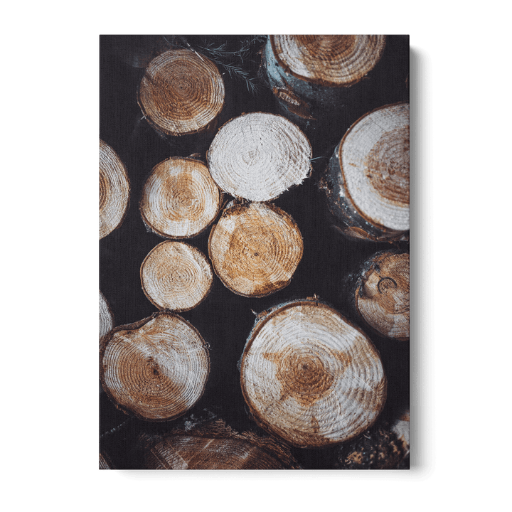 Tree Stumps Canvas