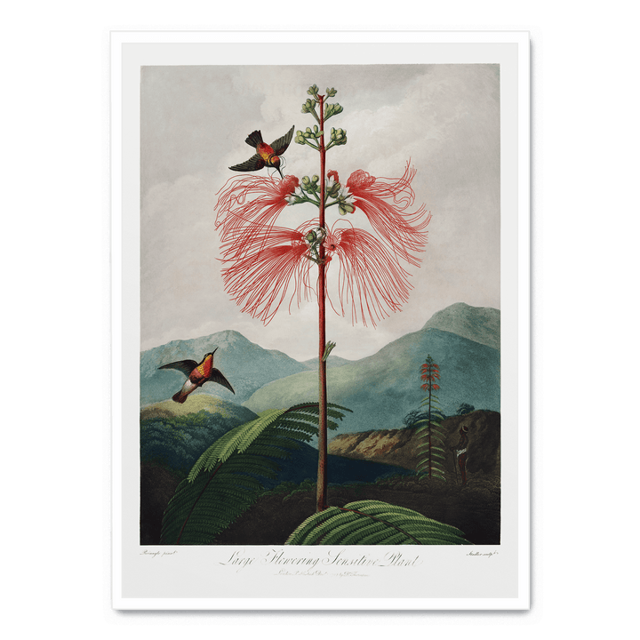 Large Flowering Sensitive Plant