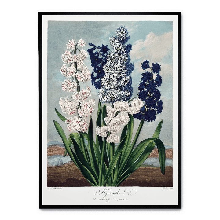 Hyacinths