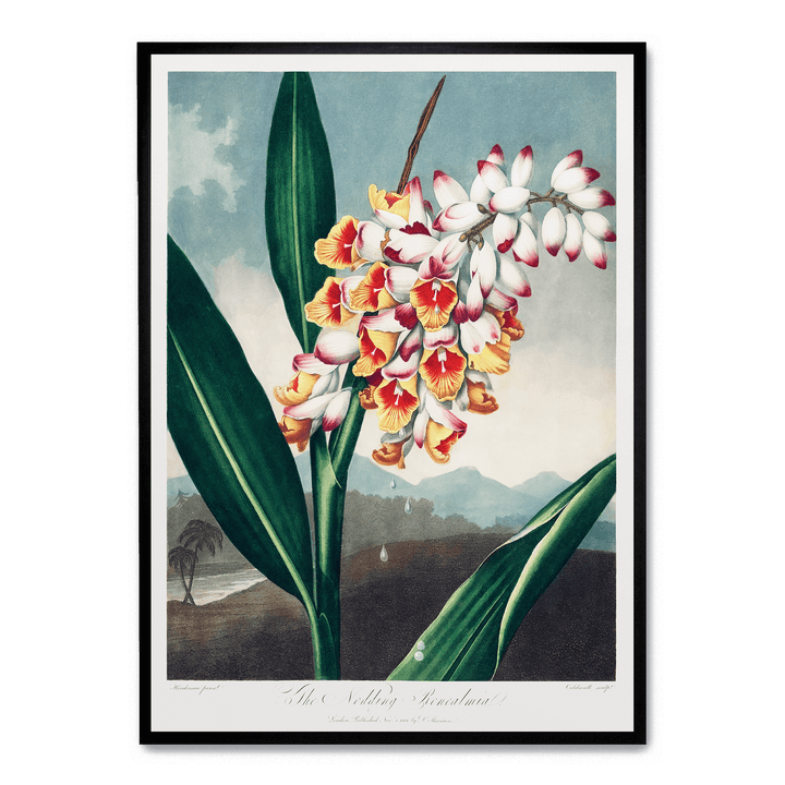 The Nodding Renealmia