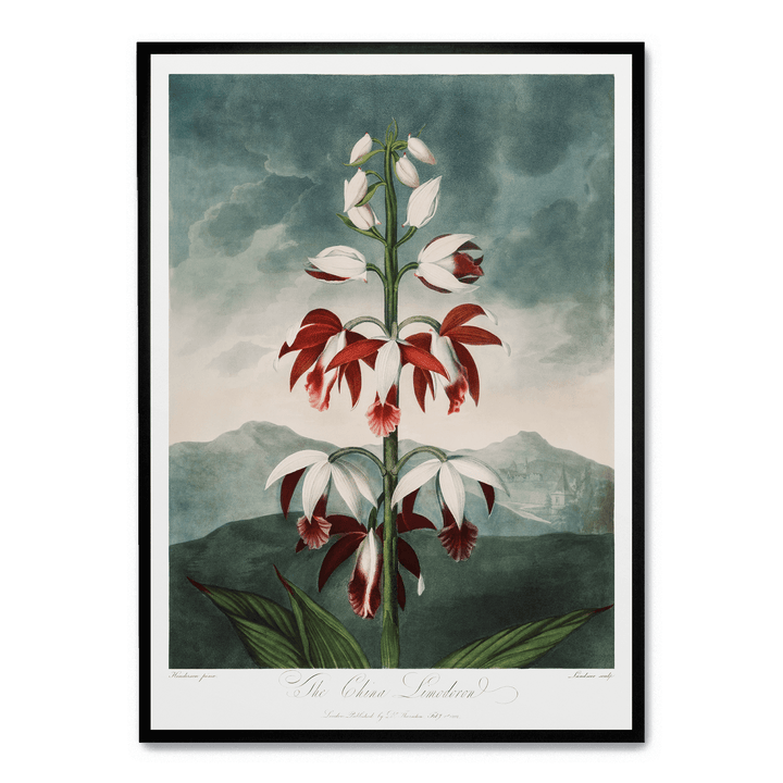 The Chinese Limodoron