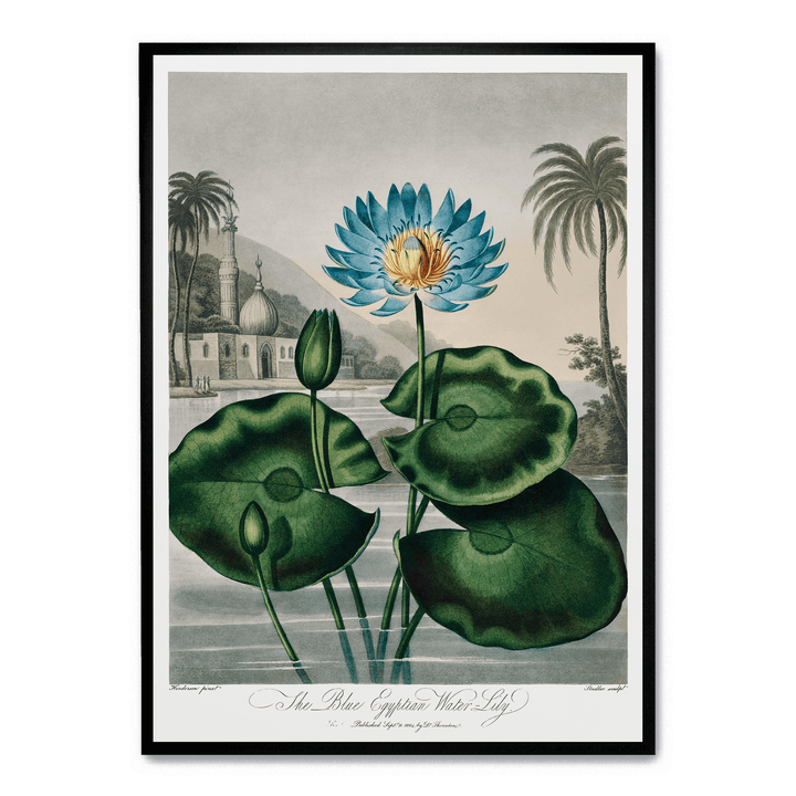 The Blue Egyptian Water Lily