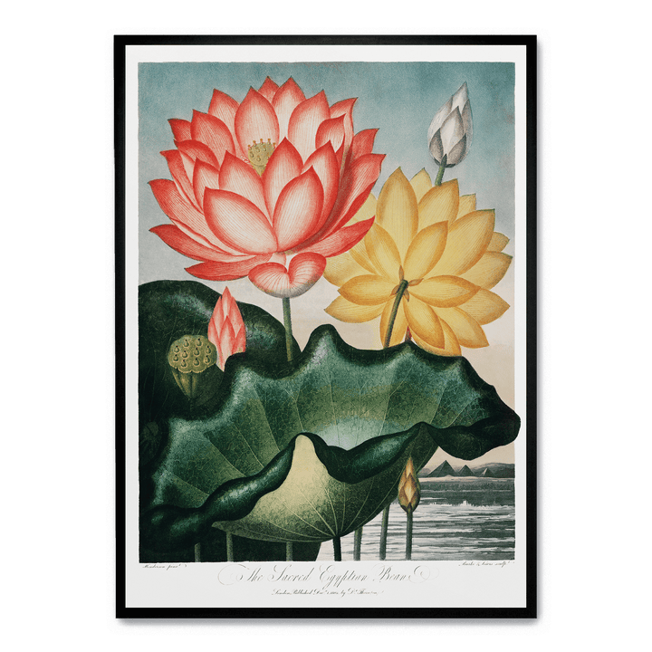 The Sacred Egyptian Bean