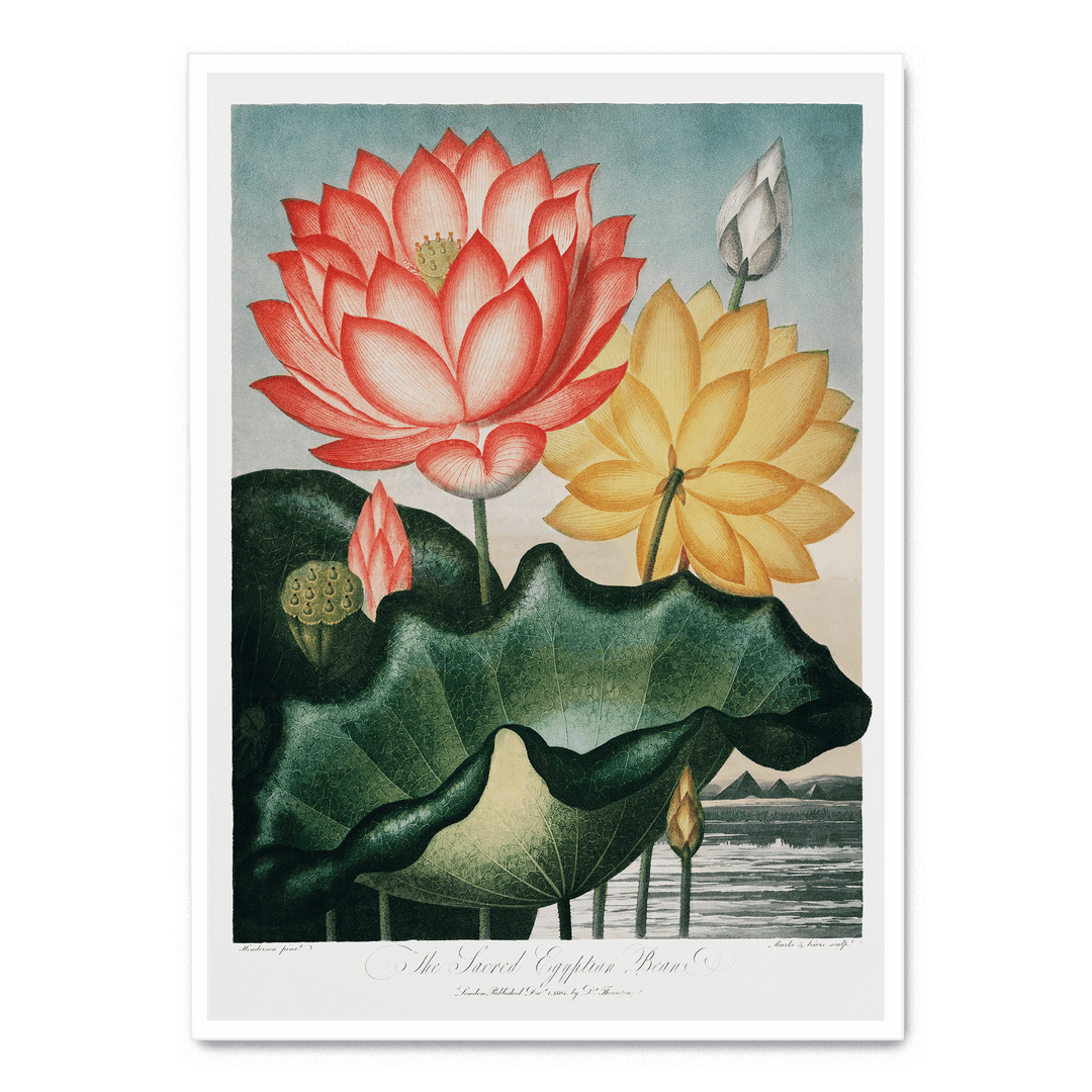 The Sacred Egyptian Bean