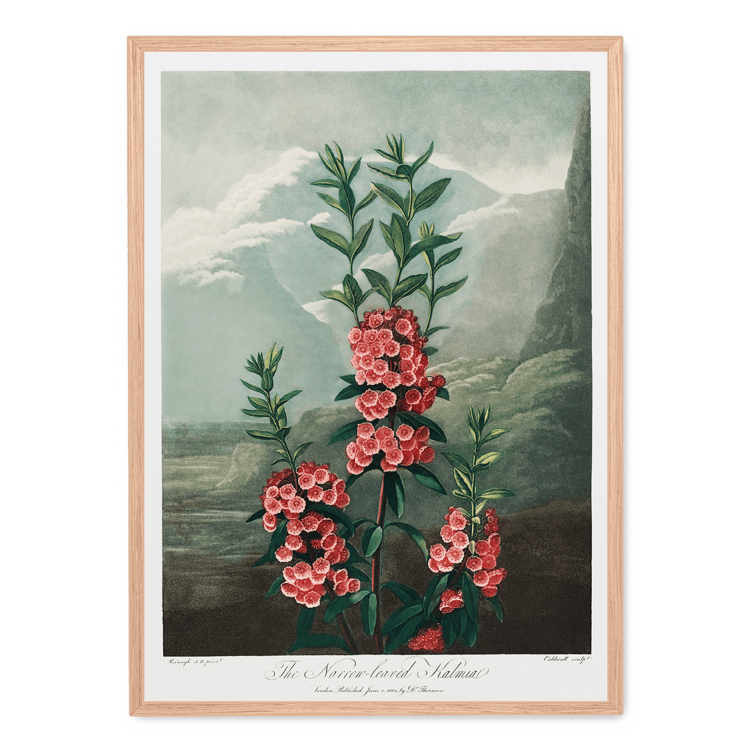 The Narrow Leaved Kalmia