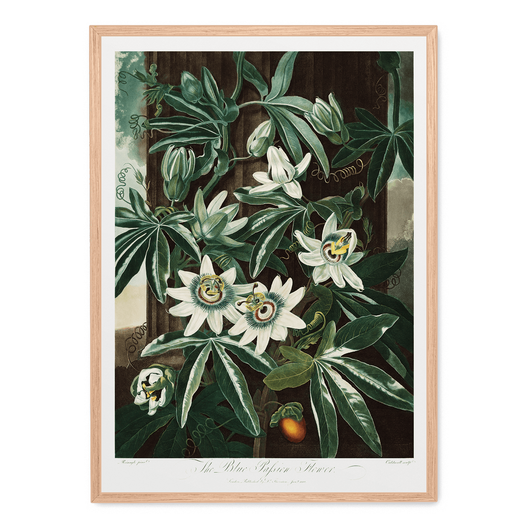 The Passiflora Cerulea