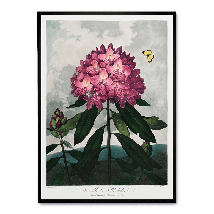 The Pontic Rhododendron