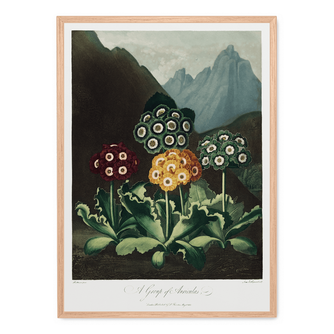 A Group Of Auriculas