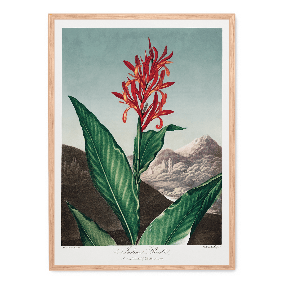 Indian Reed poster | Postera.art