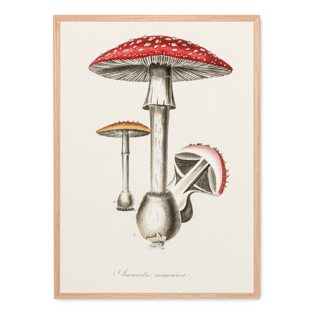 Amanita Muscaria