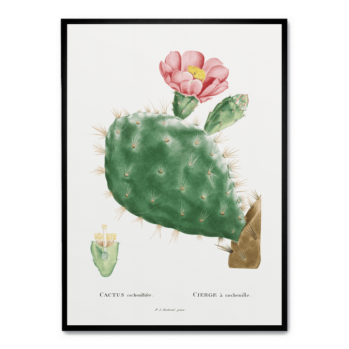Cactus Cochenillifer