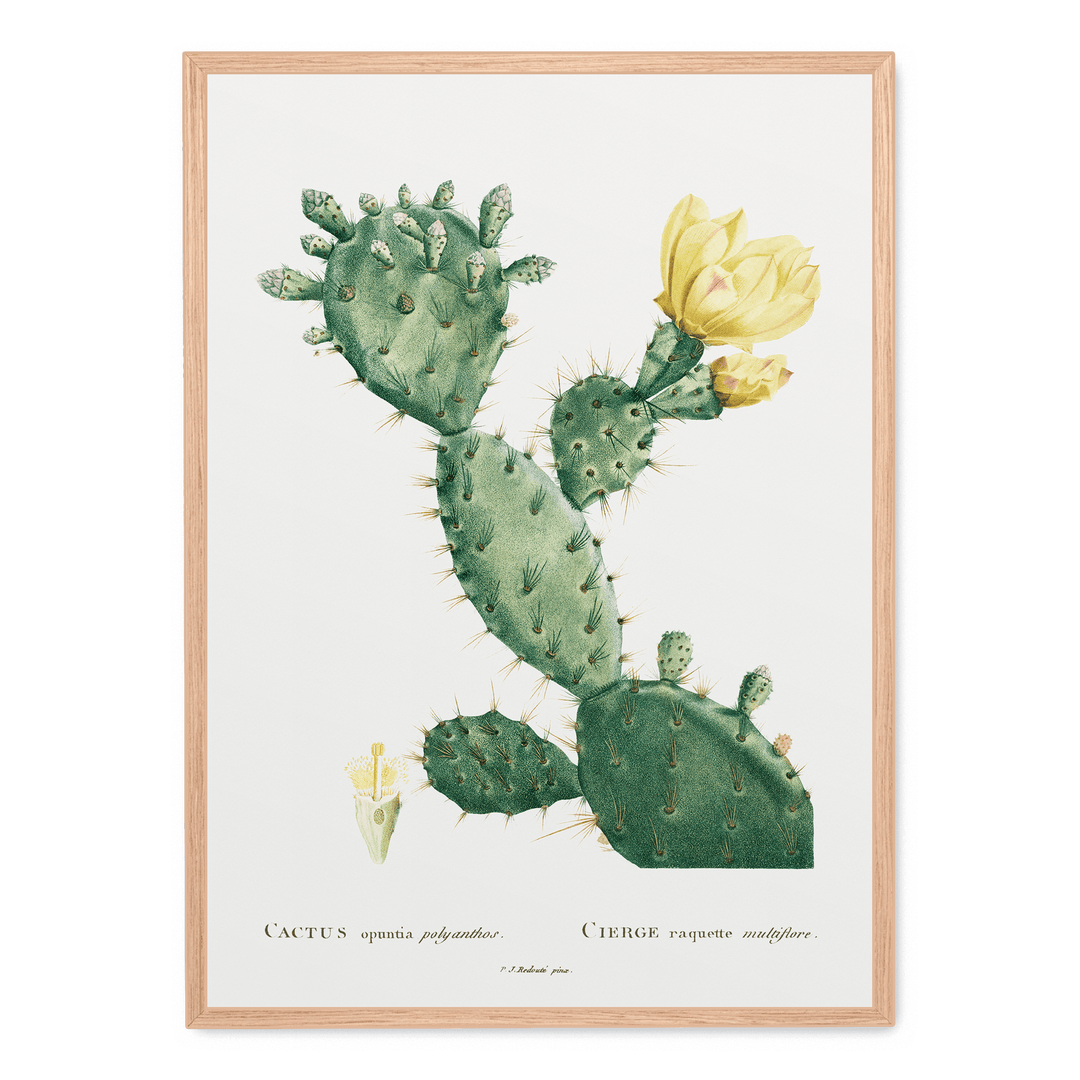 Cactus Opuntia Polyanthos