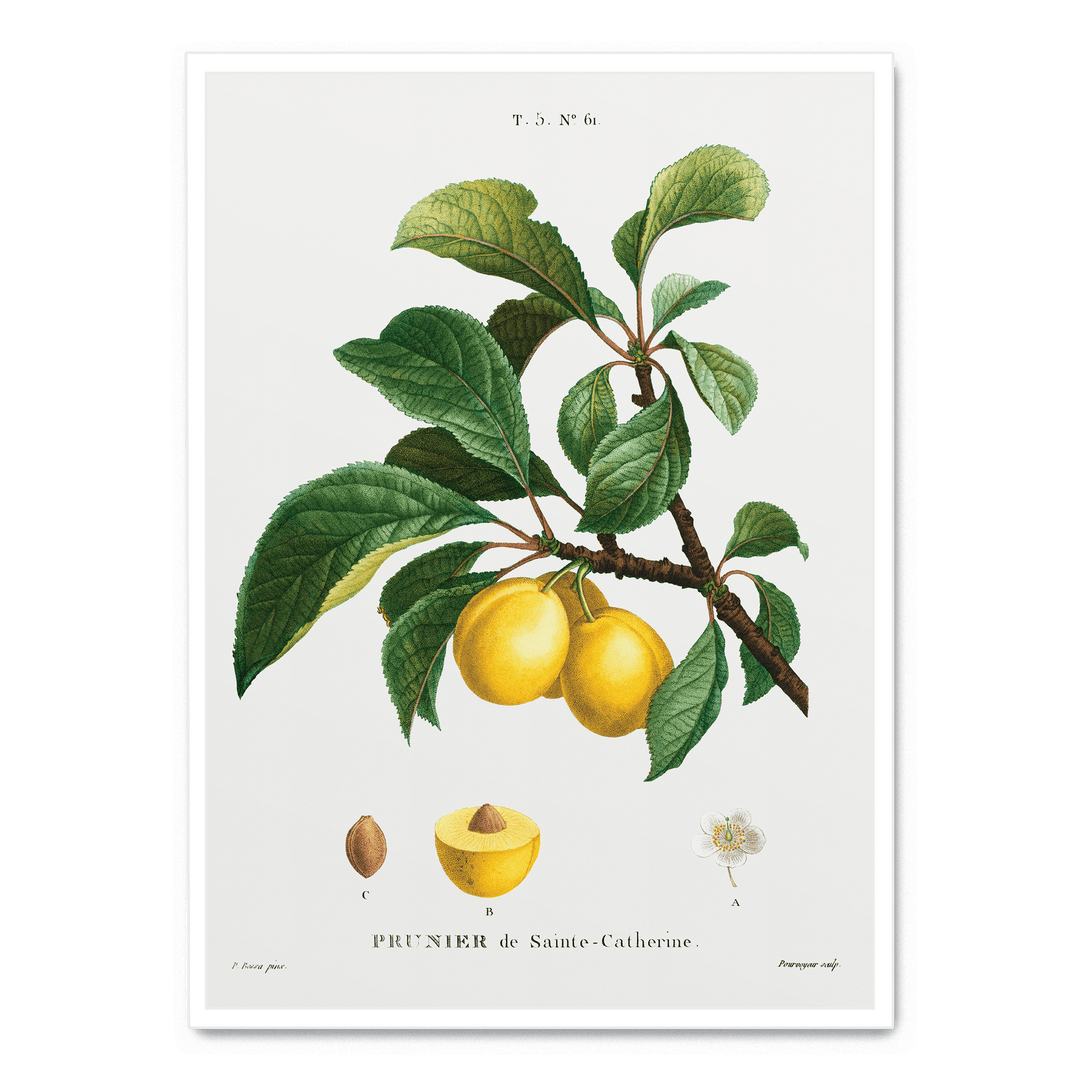 Prunier De Sainte-Catherine