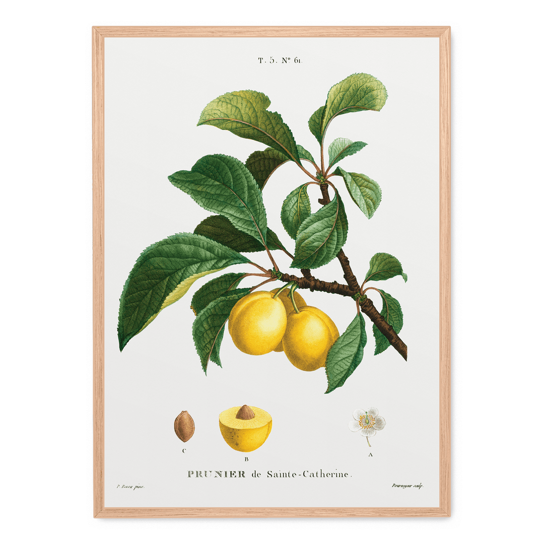 Prunier De Sainte-Catherine