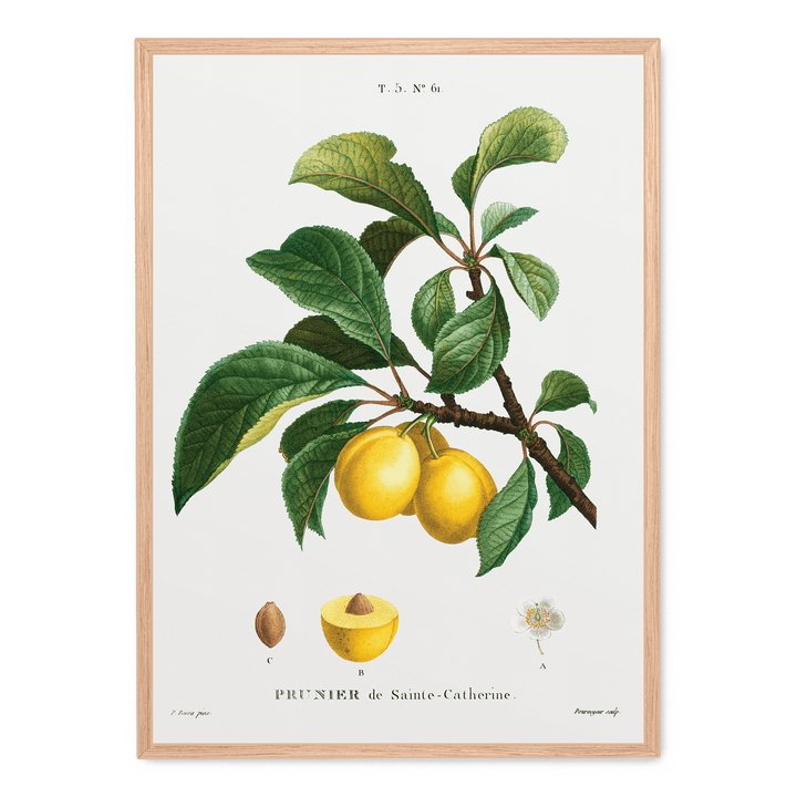 Prunier De Sainte-Catherine