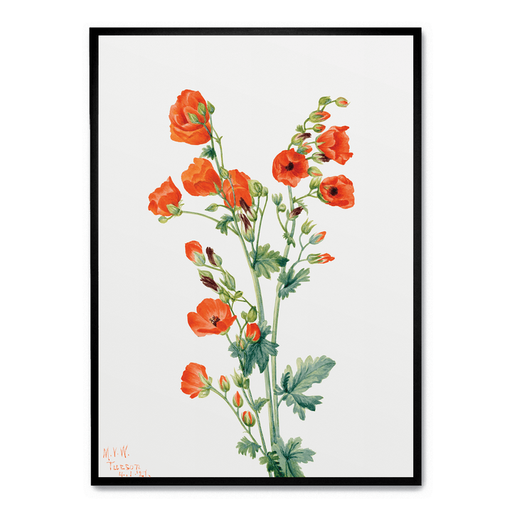 Scarlet Globe Mallow