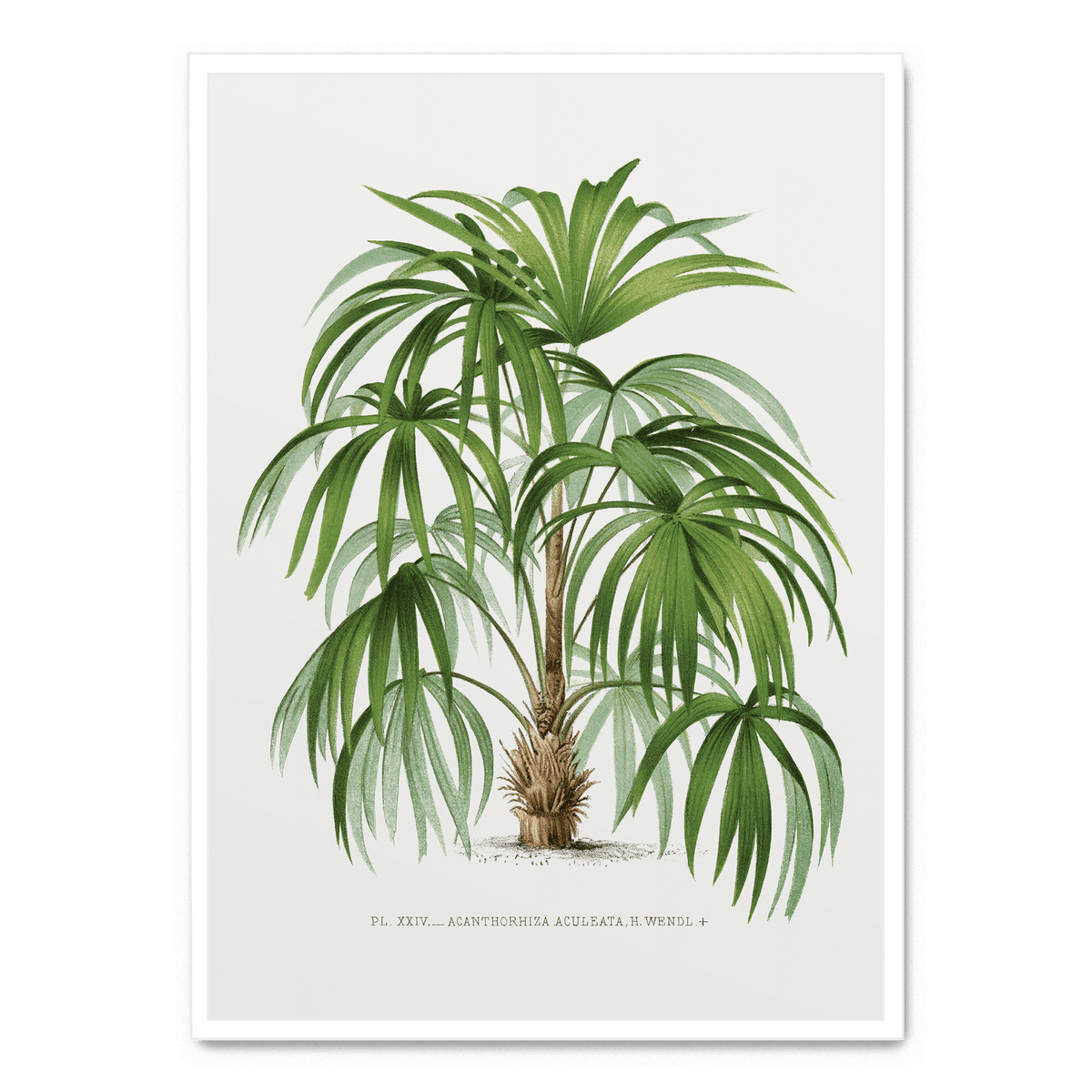 Vintage Palm Tree Poster Postera art vintage-palm-tree-poster-postera-art
