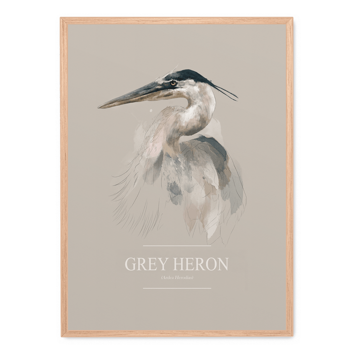 Grey Heron