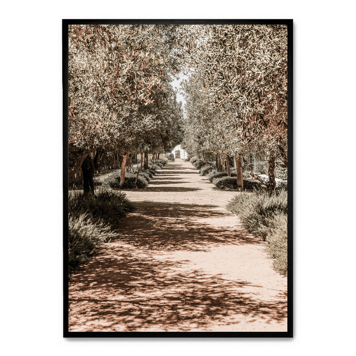 Serene Tree Lined Path