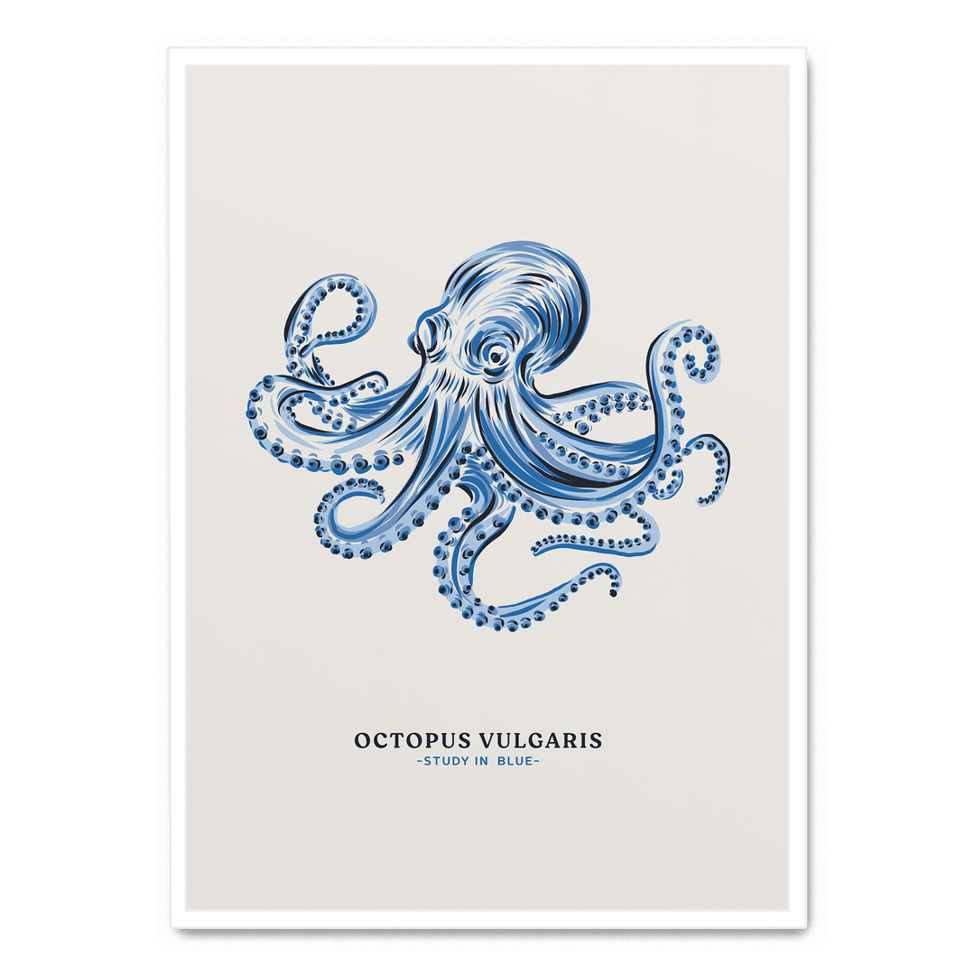 Octopus Vulgaris Study In Blue