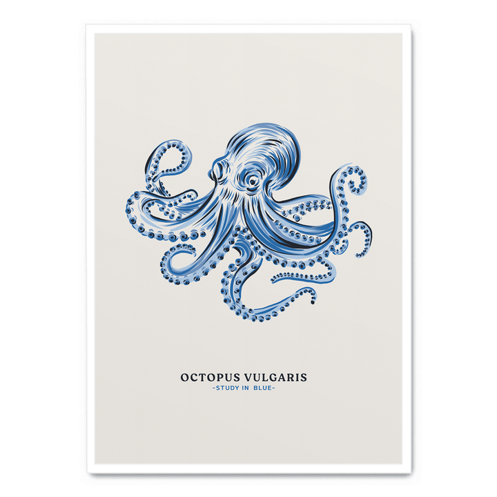 Octopus Vulgaris Study In Blue