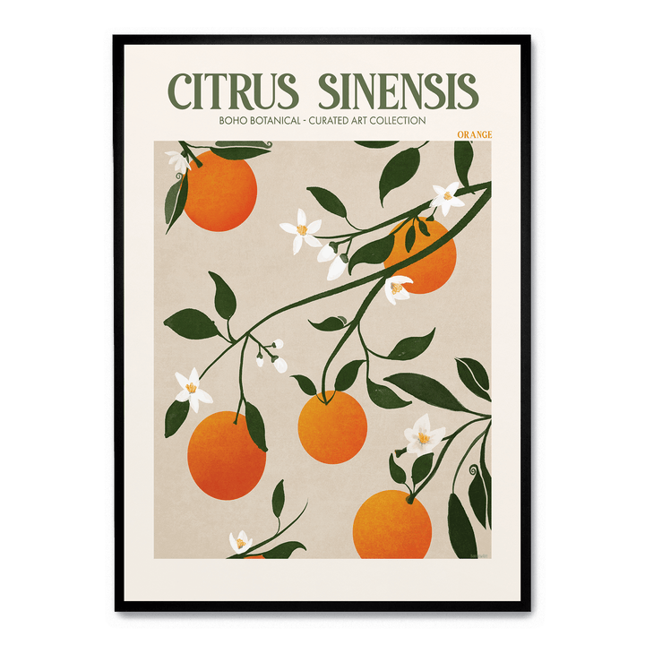 Citrus Sinensis