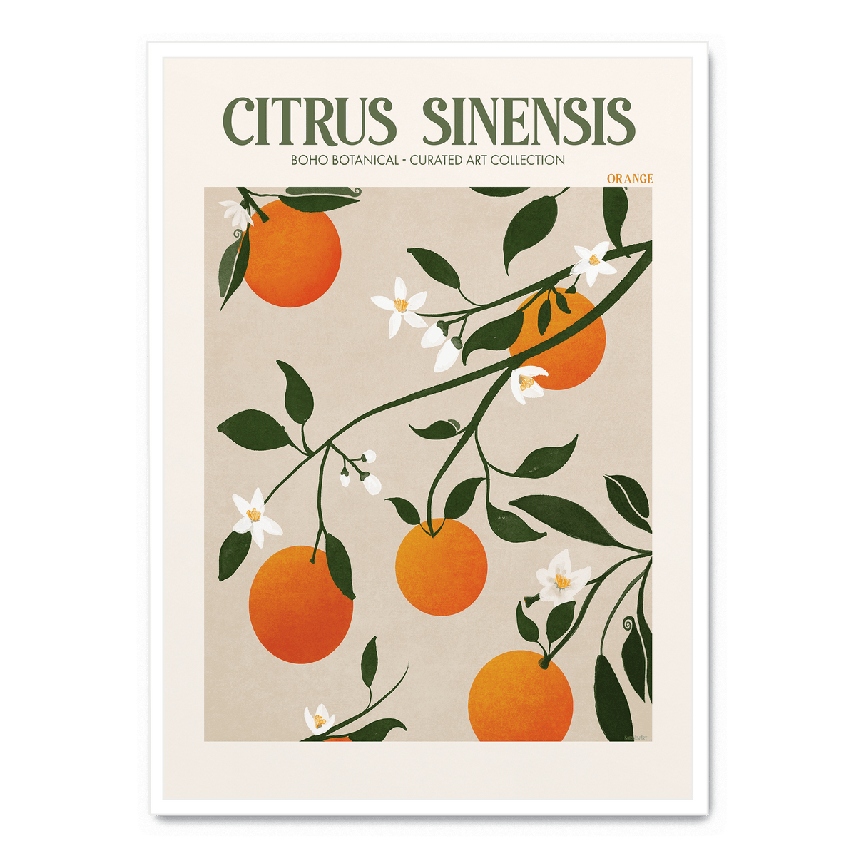 Citrus Sinensis poster | Postera.art