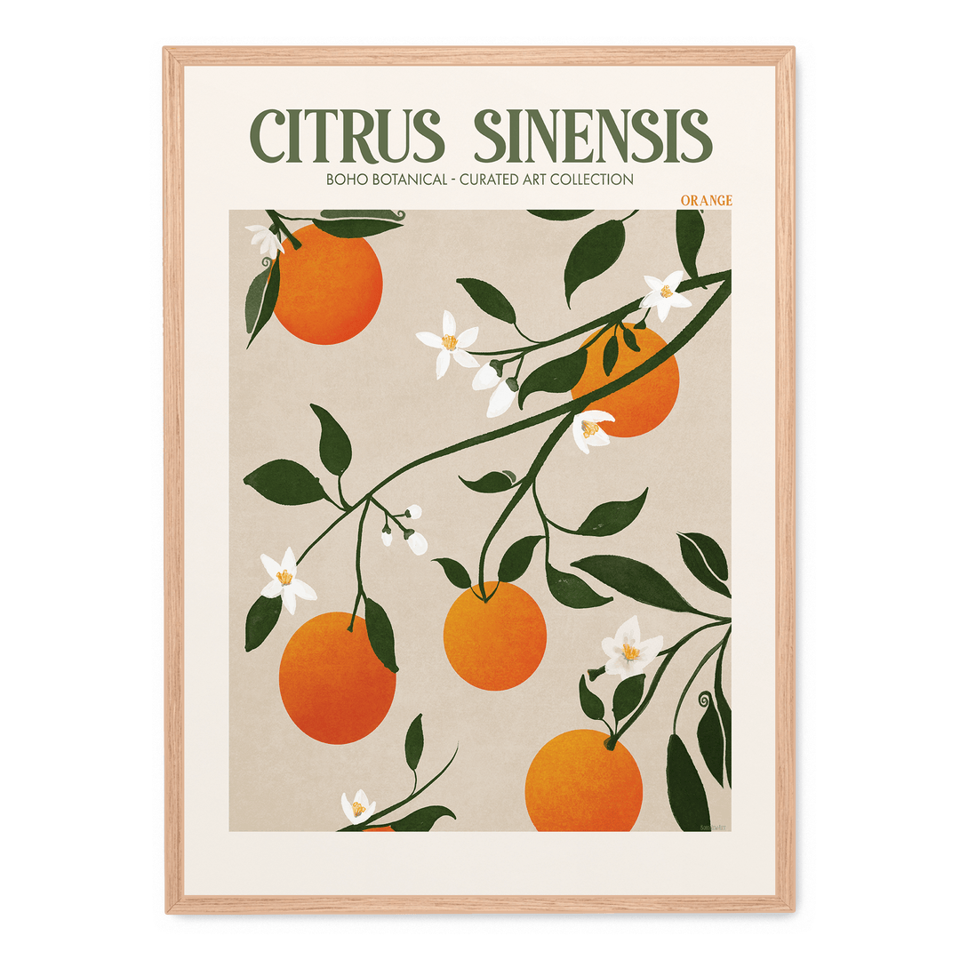 Citrus Sinensis