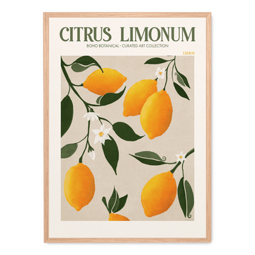 Citrus Limonum