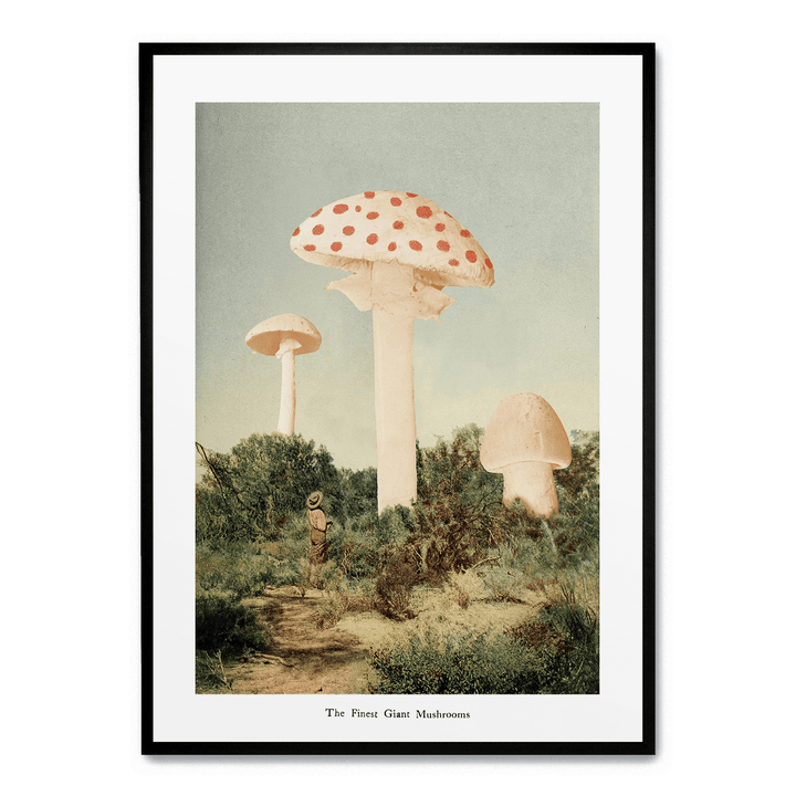 The Finest Giant Mushroom