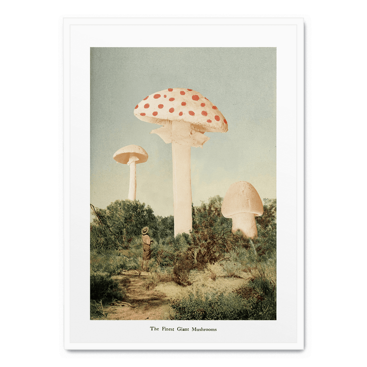 The Finest Giant Mushroom