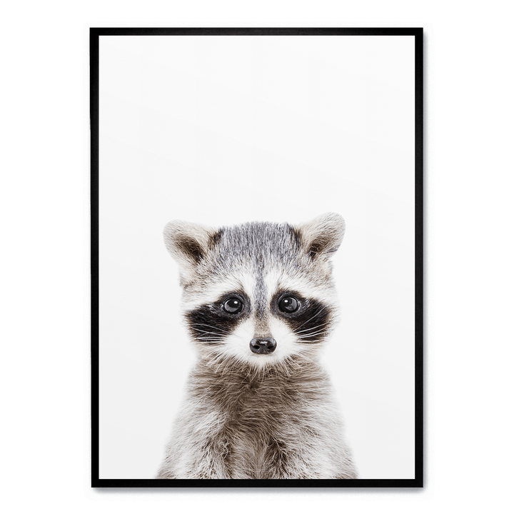 Baby Racoon