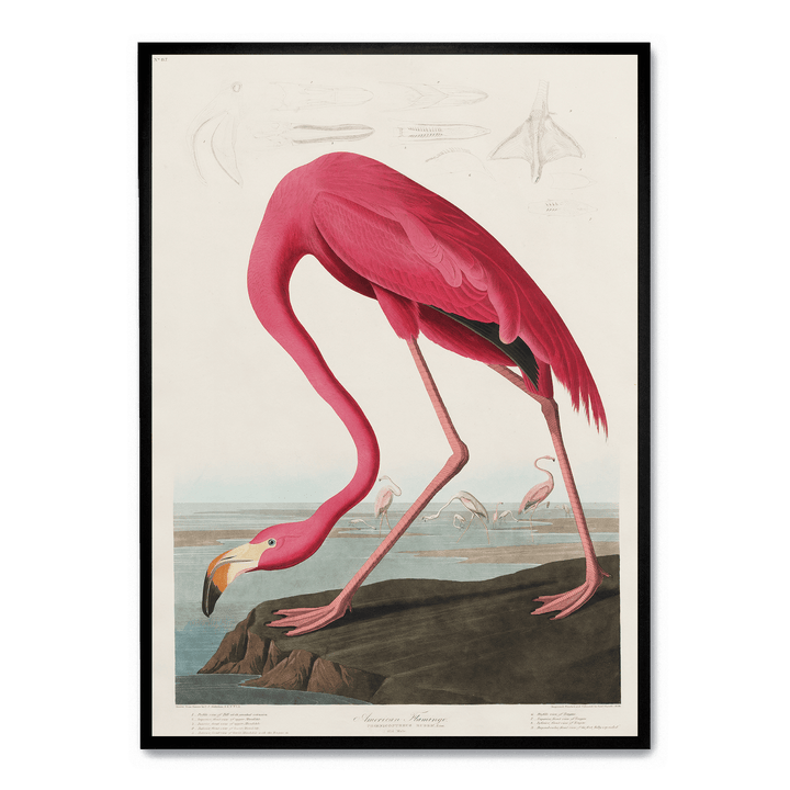 John James - American Flamingo